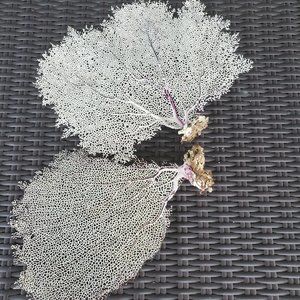 Two Natural Gorgonian Corals